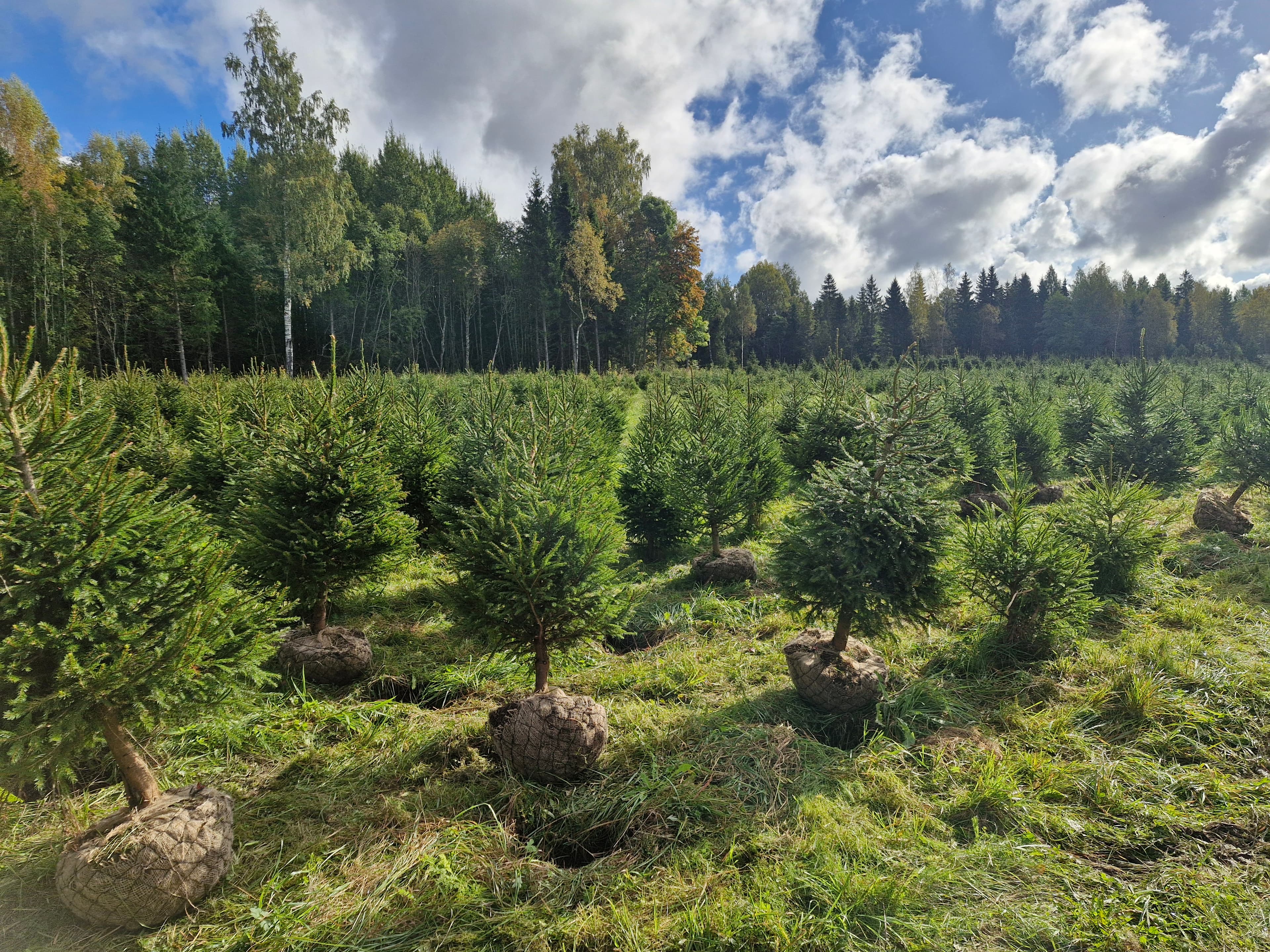 Kuuseheki taimed ridades Ees-Kangru talu istanduses